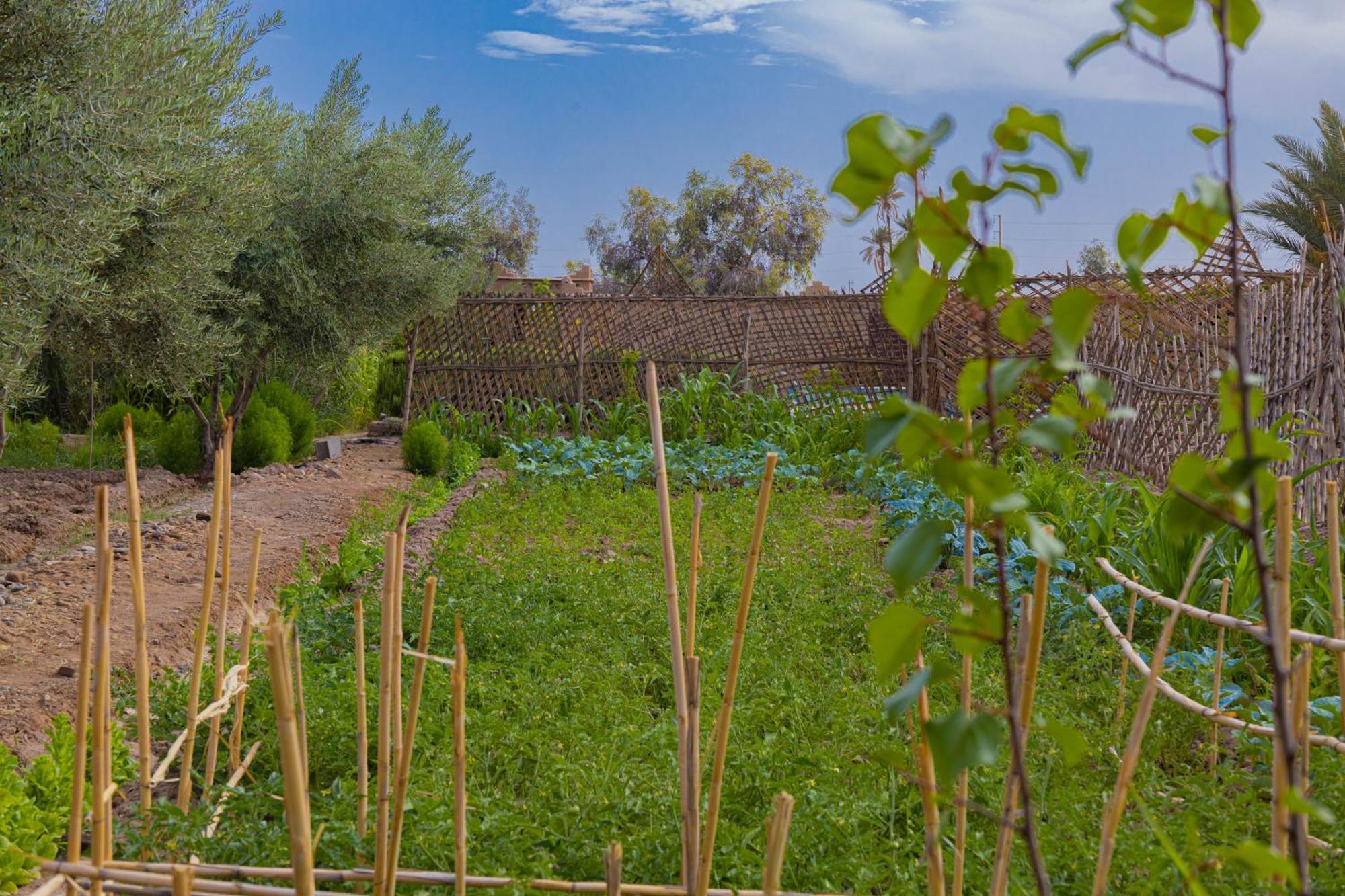 Maison D'Hote Amridil Skoura Buitenkant foto