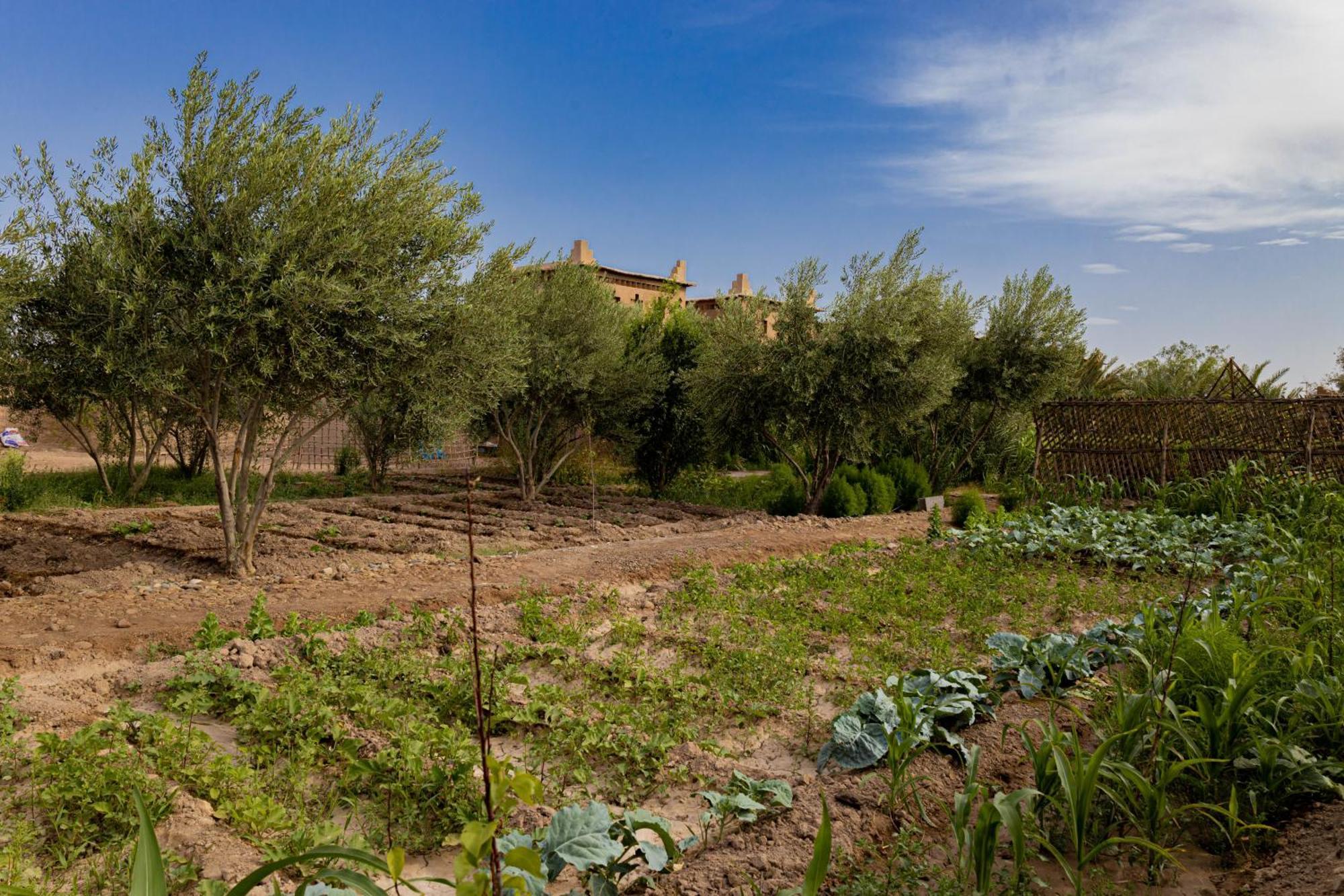 Maison D'Hote Amridil Skoura Buitenkant foto